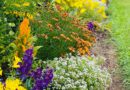 Pamiętajcie o ogrodach – Kiermasz Ogrodniczy na Wałach Chrobrego