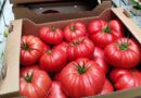 Jeśli kupować pomidory to tylko z goleniowskiego POMIDORKA