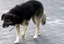 Błąkający się pies w rejonie ulic Wojska Polskiego i Odrodzenia – apel o pomoc