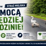 Straż Miejska uratowała łabędzią rodzinę