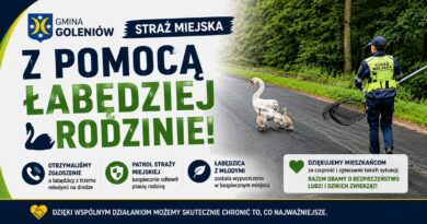 Straż Miejska uratowała łabędzią rodzinę