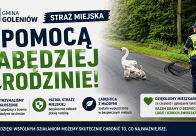 Straż Miejska uratowała łabędzią rodzinę