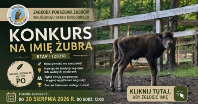 Konkurs na imię dla małego żubra. Konkurs na imię dla małego żubra.