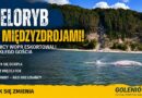Wieloryb pod Międzyzdrojami